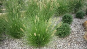 plant profile pennisetum nafray