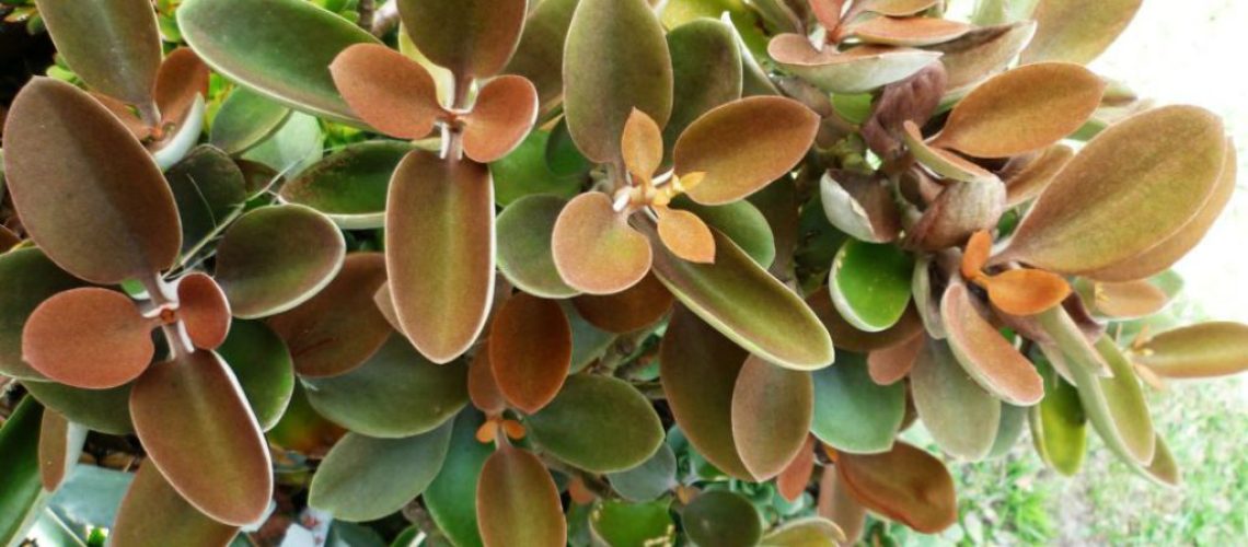 kalanchoe-orgyalis-copper-spoons1